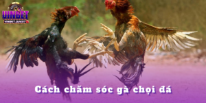 Cách chăm sóc gà chọi đá - Thông tin mới của Vinbet 2025