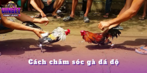 Cách chăm sóc gà đá độ hiệu quả, khỏe mạnh 2025