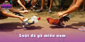 Luật đá gà miền nam 2025 - Cập nhập thông tin tại Vinbet